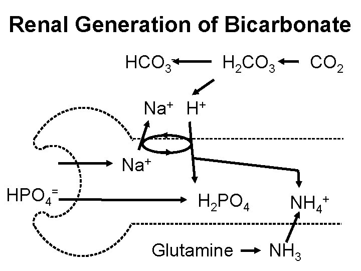 Renal Generation of Bicarbonate HCO 3 - H 2 CO 3 CO 2 Na+