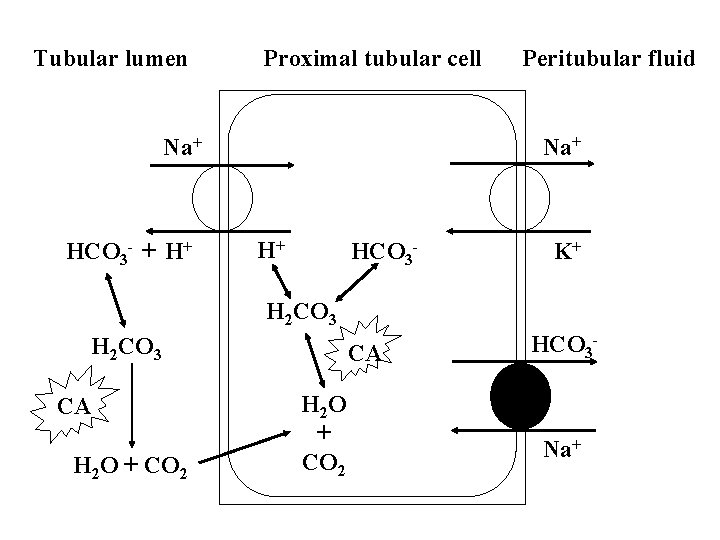 Tubular lumen Proximal tubular cell Na+ HCO 3 - + H+ Peritubular fluid H+