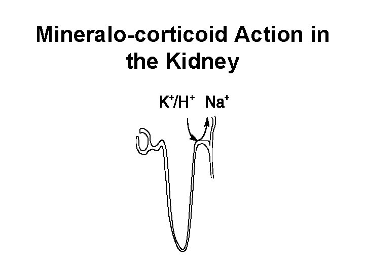 Mineralo-corticoid Action in the Kidney 