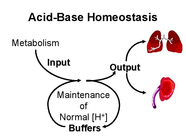 Acid-Base Homeostasis Metabolism Input Output Maintenance of Normal [H+] Buffers 