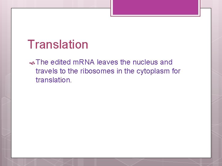 Translation The edited m. RNA leaves the nucleus and travels to the ribosomes in