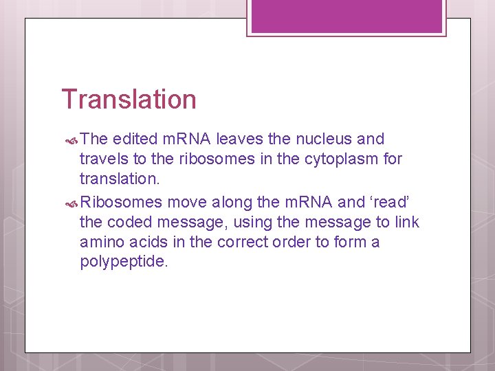 Translation The edited m. RNA leaves the nucleus and travels to the ribosomes in