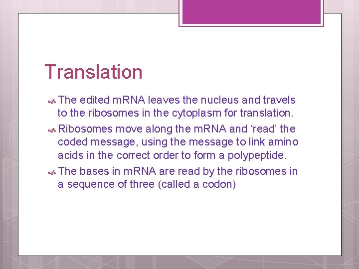 Translation The edited m. RNA leaves the nucleus and travels to the ribosomes in