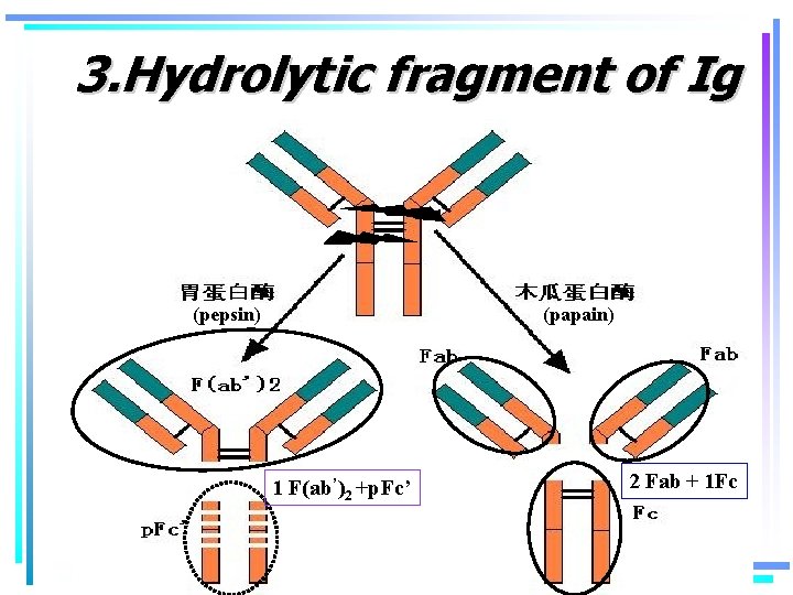 3. Hydrolytic fragment of Ig (pepsin) (papain) 1 F(ab’)2 +p. Fc’ 2 Fab +