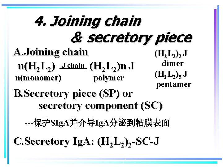 4. Joining chain ＆ secretory piece A. Joining chain n(H 2 L 2) J