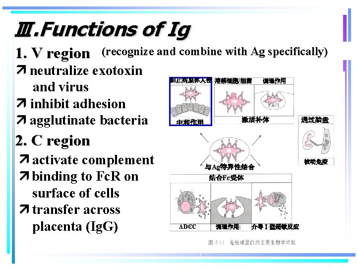 Ⅲ. Functions of Ig 1. V region (recognize and combine with Ag specifically) neutralize