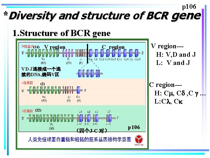 p 106 *Diversity and structure of BCR gene 1. Structure of BCR gene V