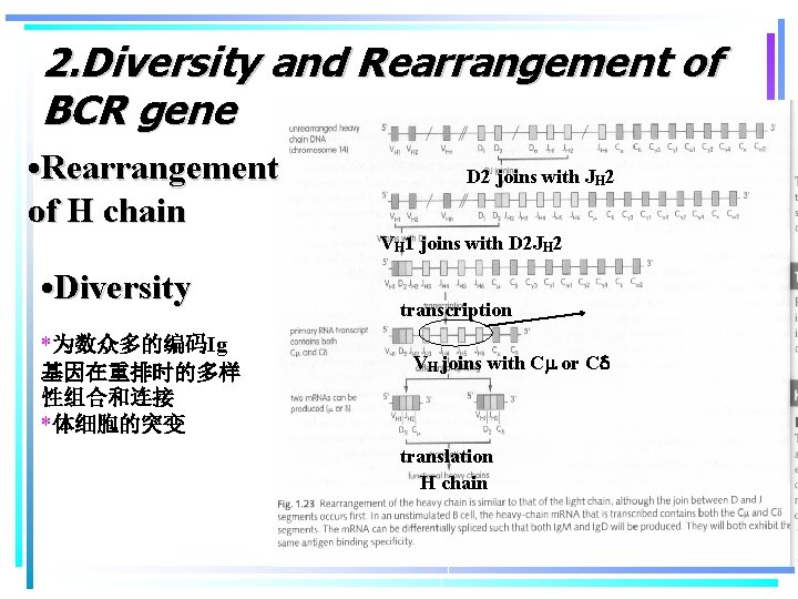 2. Diversity and Rearrangement of BCR gene • Rearrangement of H chain D 2