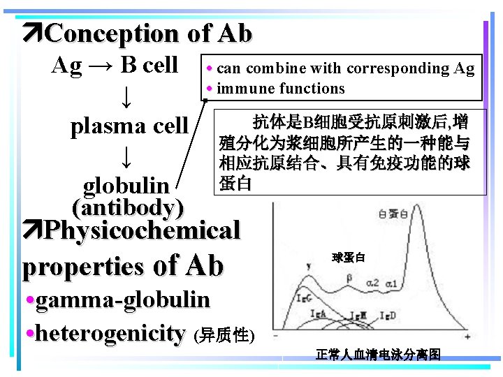  Conception of Ab Ag → B cell ↓ plasma cell ↓ globulin (antibody)