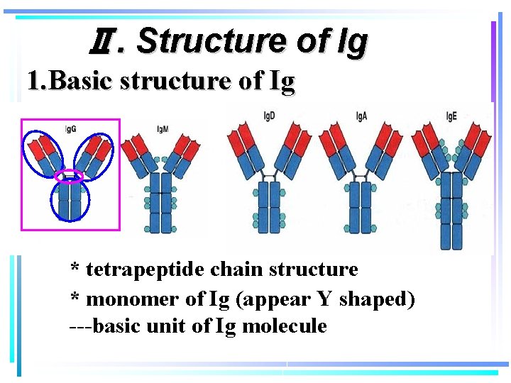 Ⅱ. Structure of Ig 1. Basic structure of Ig * tetrapeptide chain structure *
