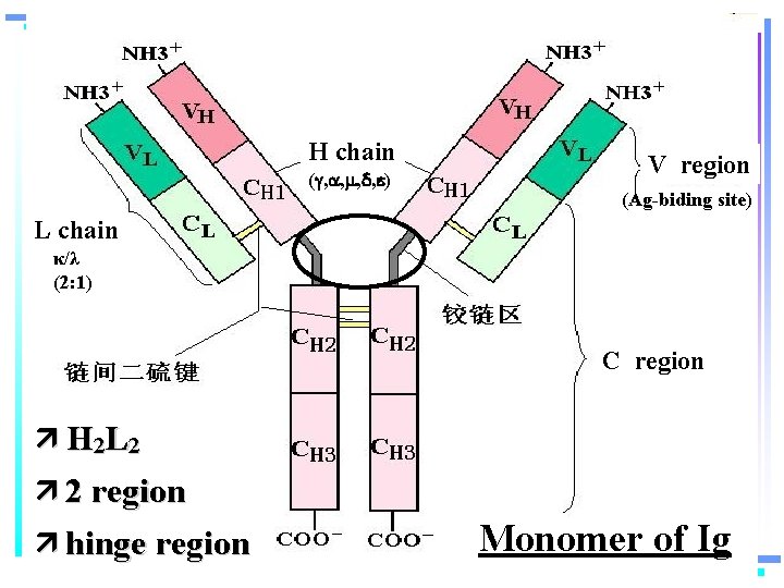 H chain ( , , ) V region (Ag-biding site) L chain κ/λ (2:
