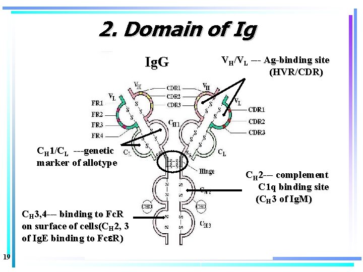 2. Domain of Ig Ig. G VH/VL --- Ag-binding site (HVR/CDR) CH 1/CL ---genetic