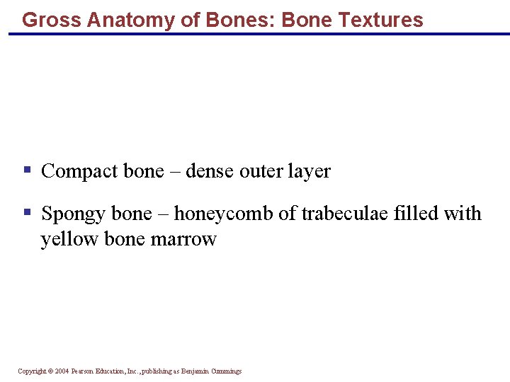 Gross Anatomy of Bones: Bone Textures § Compact bone – dense outer layer §