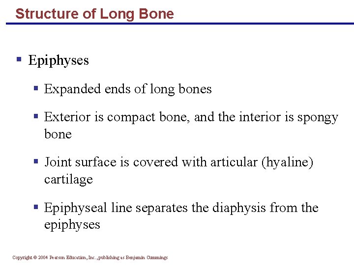 Structure of Long Bone § Epiphyses § Expanded ends of long bones § Exterior
