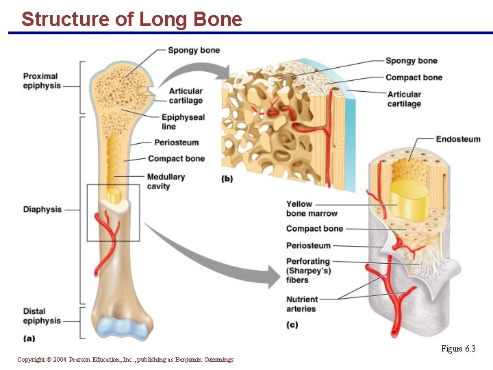 Structure of Long Bone Figure 6. 3 Copyright © 2004 Pearson Education, Inc. ,