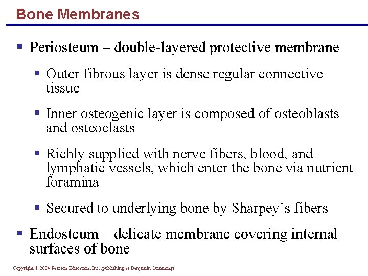 Bone Membranes § Periosteum – double-layered protective membrane § Outer fibrous layer is dense