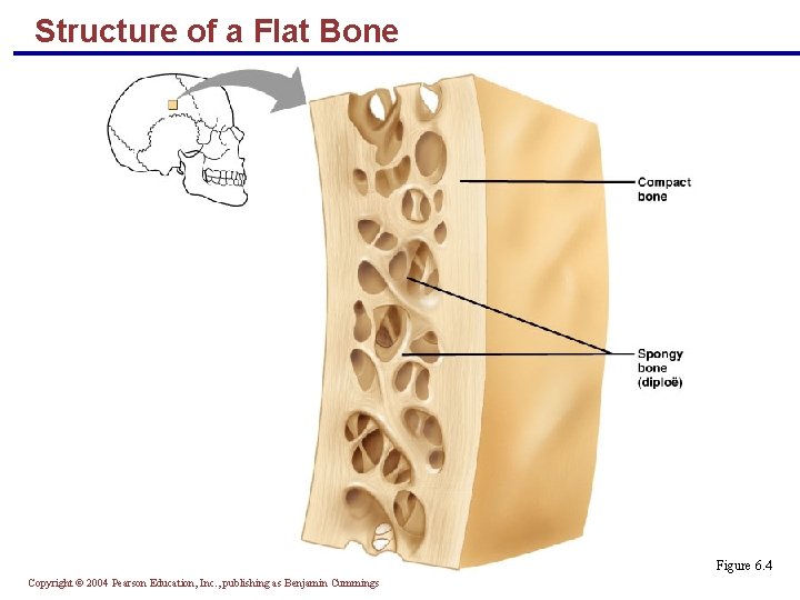 Structure of a Flat Bone Figure 6. 4 Copyright © 2004 Pearson Education, Inc.