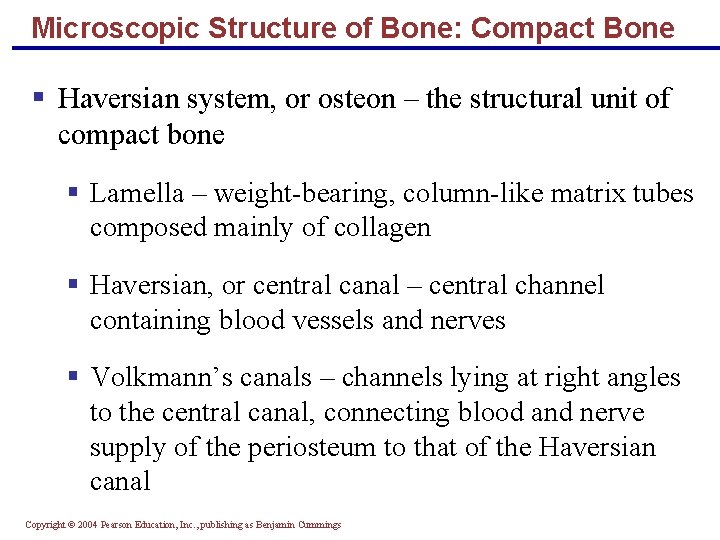 Microscopic Structure of Bone: Compact Bone § Haversian system, or osteon – the structural