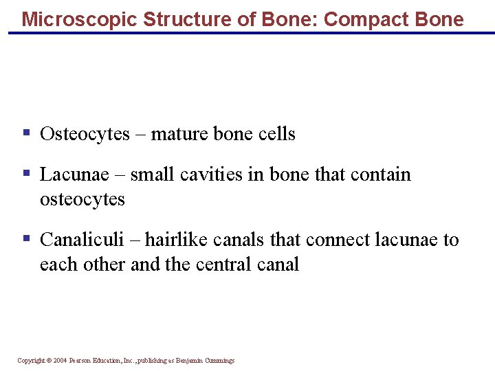 Microscopic Structure of Bone: Compact Bone § Osteocytes – mature bone cells § Lacunae