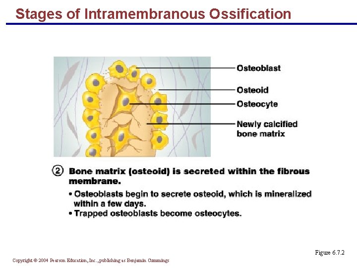 Stages of Intramembranous Ossification Figure 6. 7. 2 Copyright © 2004 Pearson Education, Inc.