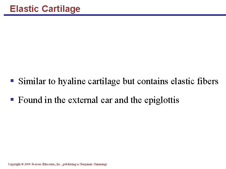 Elastic Cartilage § Similar to hyaline cartilage but contains elastic fibers § Found in