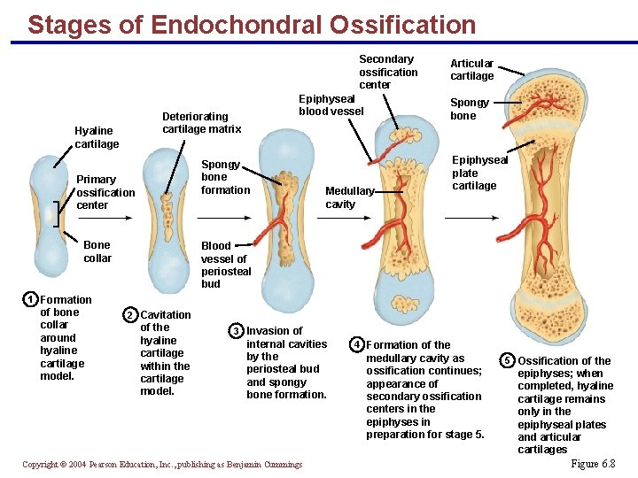 Stages of Endochondral Ossification Secondary ossification center Epiphyseal blood vessel Deteriorating cartilage matrix Hyaline