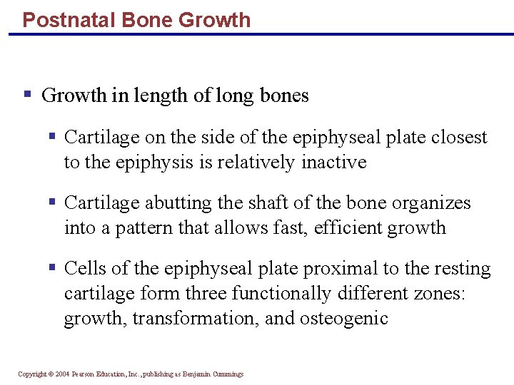 Postnatal Bone Growth § Growth in length of long bones § Cartilage on the