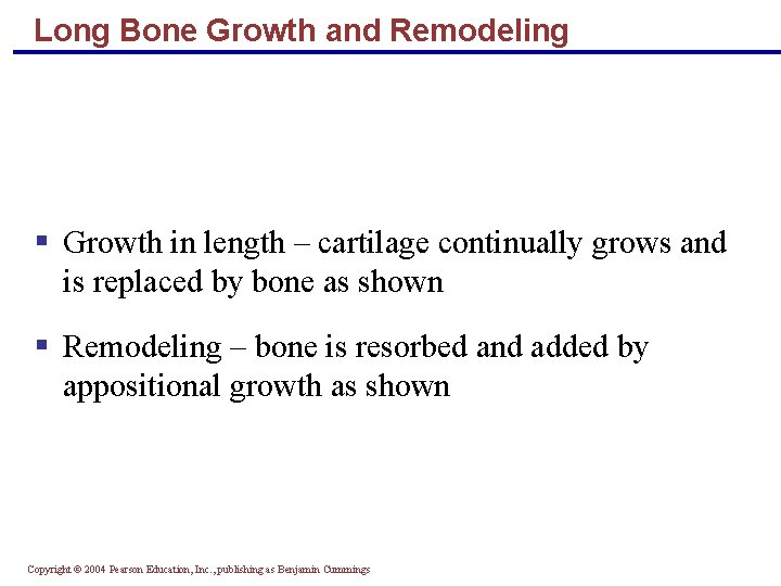 Long Bone Growth and Remodeling § Growth in length – cartilage continually grows and