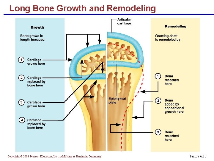 Long Bone Growth and Remodeling Copyright © 2004 Pearson Education, Inc. , publishing as