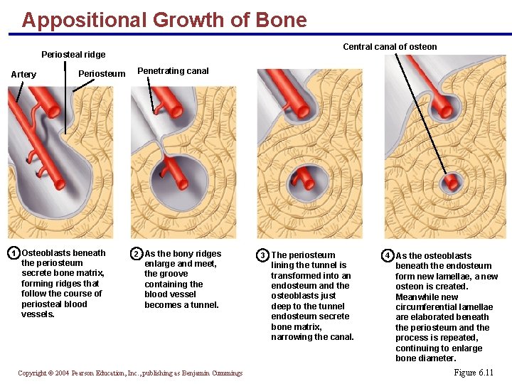 Appositional Growth of Bone Central canal of osteon Periosteal ridge Artery Periosteum 1 Osteoblasts