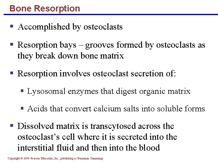 Bone Resorption § Accomplished by osteoclasts § Resorption bays – grooves formed by osteoclasts