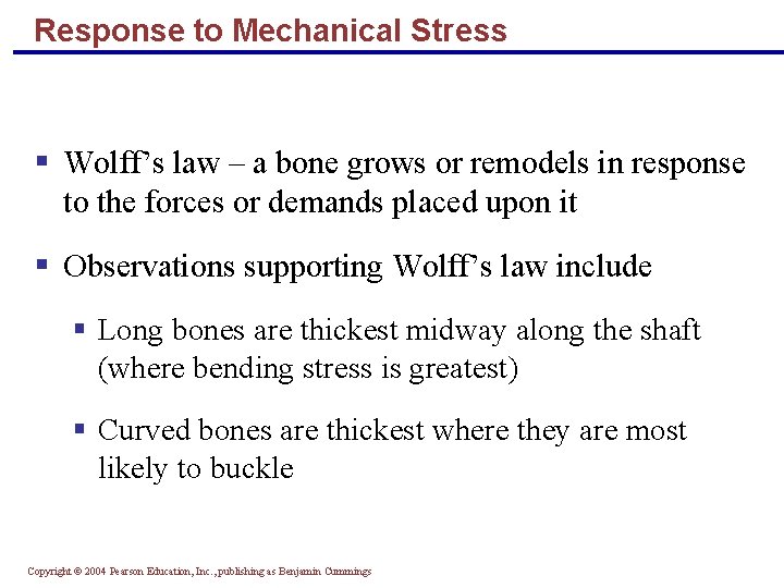Response to Mechanical Stress § Wolff’s law – a bone grows or remodels in