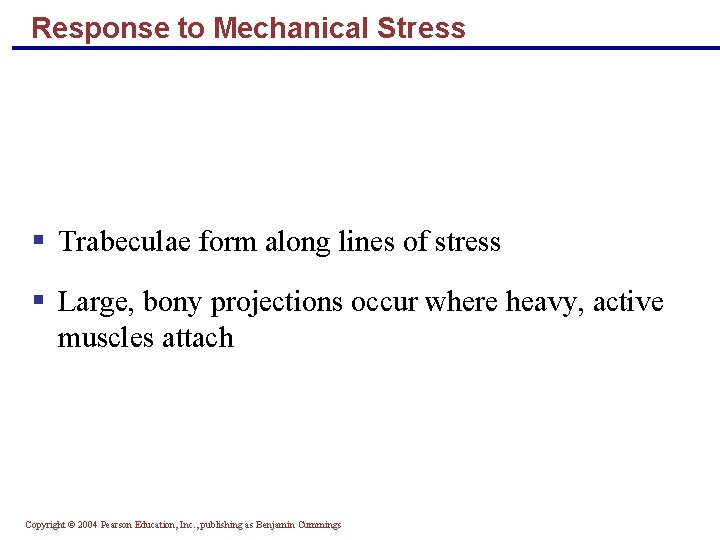 Response to Mechanical Stress § Trabeculae form along lines of stress § Large, bony