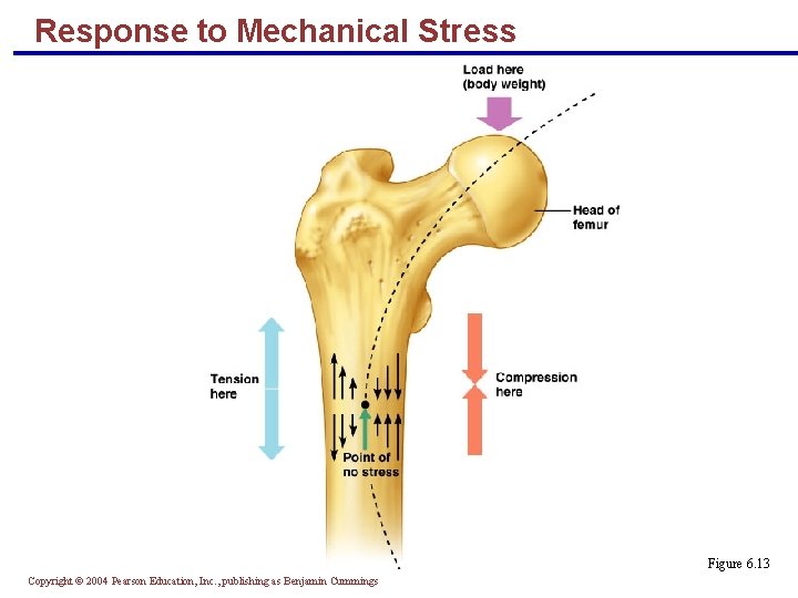 Response to Mechanical Stress Figure 6. 13 Copyright © 2004 Pearson Education, Inc. ,