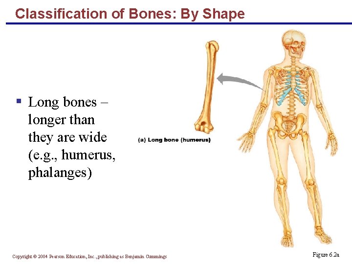 Classification of Bones: By Shape § Long bones – longer than they are wide