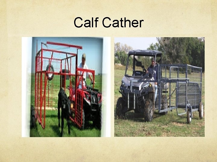 Calf Cather 