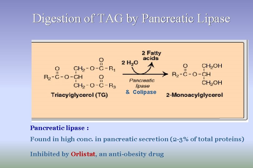 Digestion of TAG by Pancreatic Lipase & Colipase Pancreatic lipase : Found in high