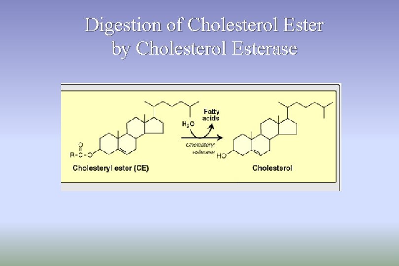 Digestion of Cholesterol Ester by Cholesterol Esterase 