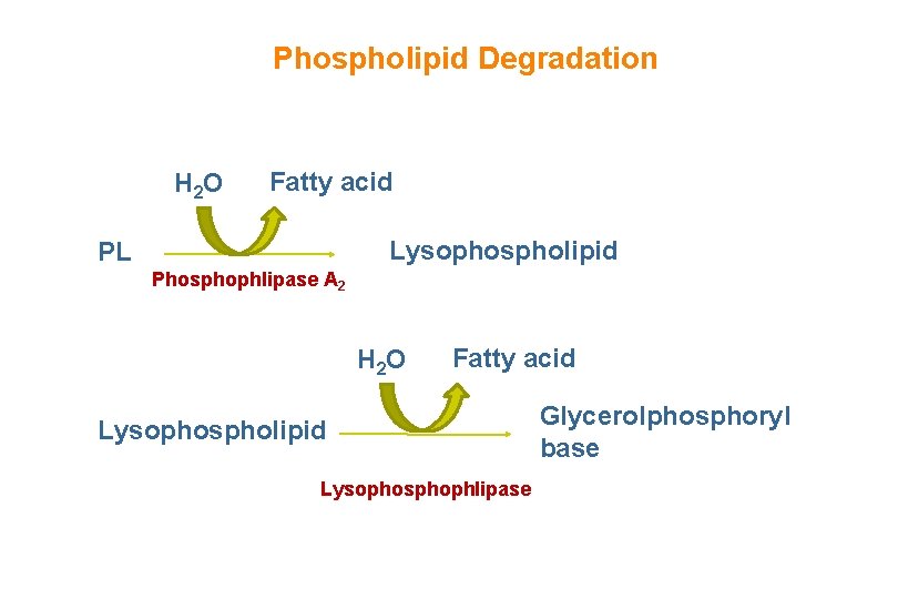 Phospholipid Degradation H 2 O Fatty acid Lysophospholipid PL Phosphophlipase A 2 H 2