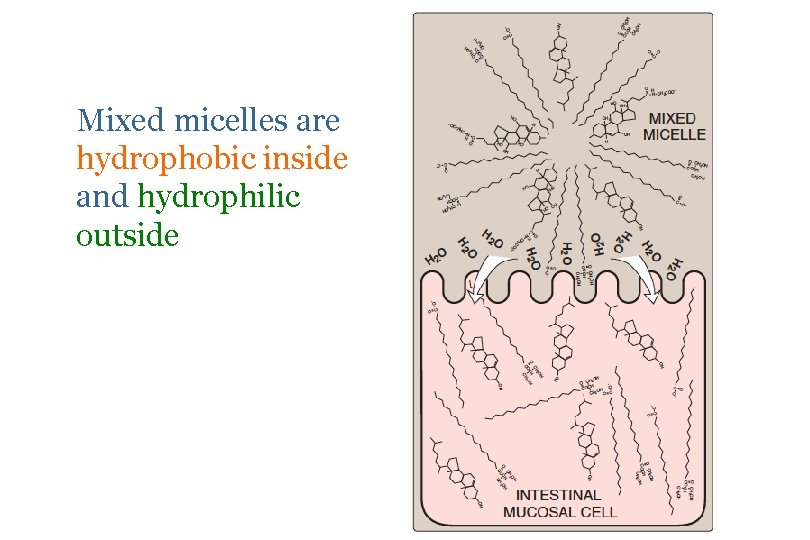 Mixed micelles are hydrophobic inside and hydrophilic outside 