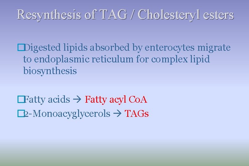 Resynthesis of TAG / Cholesteryl esters �Digested lipids absorbed by enterocytes migrate to endoplasmic