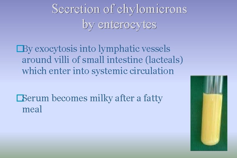 Secretion of chylomicrons by enterocytes �By exocytosis into lymphatic vessels around villi of small
