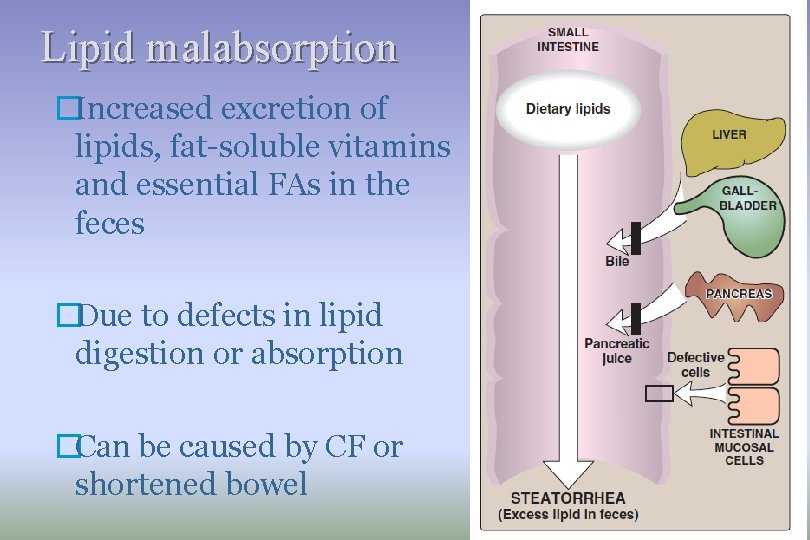 Lipid malabsorption �Increased excretion of lipids, fat-soluble vitamins and essential FAs in the feces