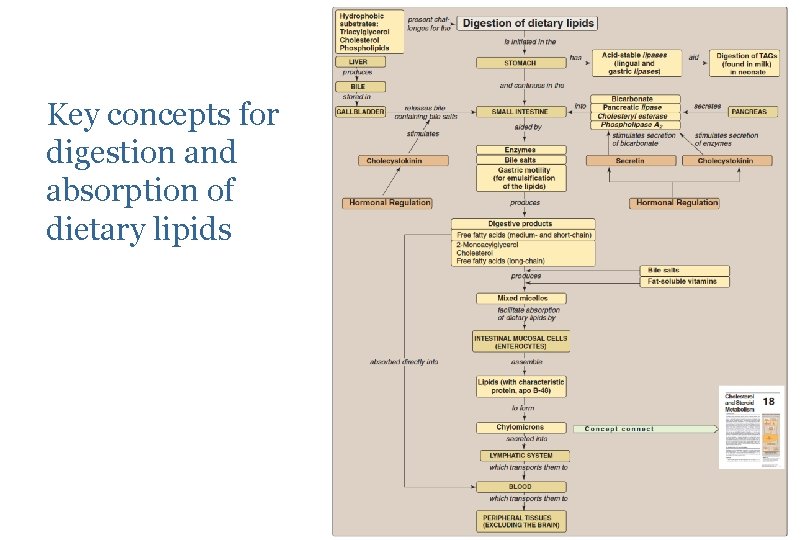 Key concepts for digestion and absorption of dietary lipids 