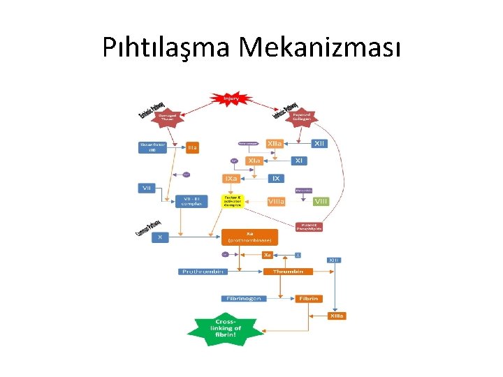 Pıhtılaşma Mekanizması 