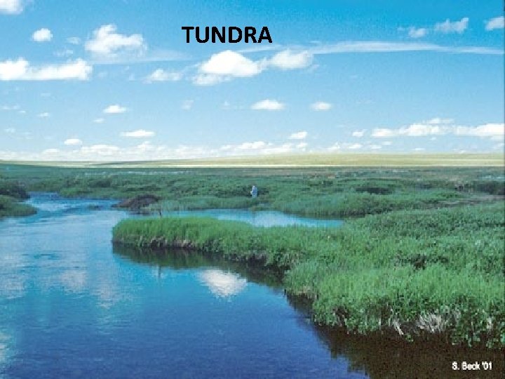 TUNDRA 