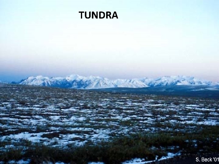 TUNDRA 