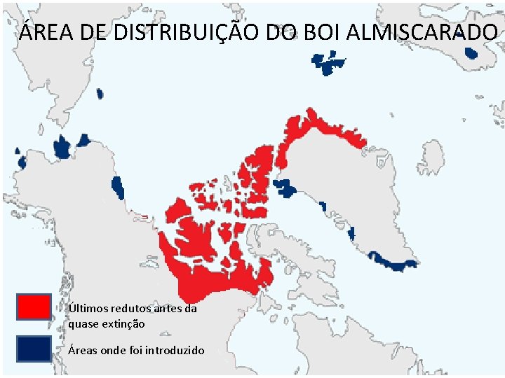 ÁREA DE DISTRIBUIÇÃO DO BOI ALMISCARADO Últimos redutos antes da quase extinção Áreas onde