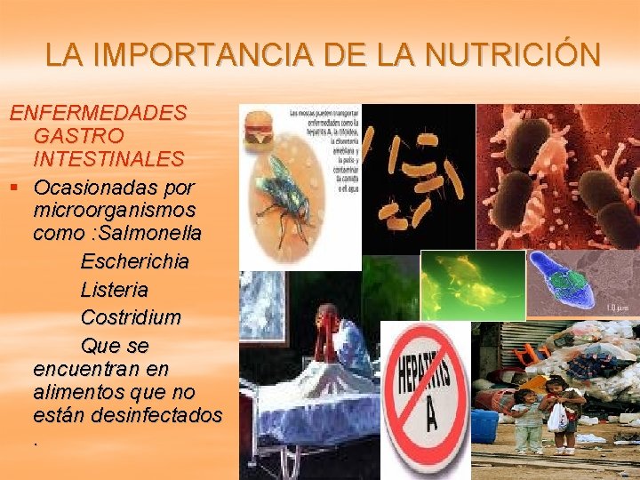 LA IMPORTANCIA DE LA NUTRICIÓN ENFERMEDADES GASTRO INTESTINALES § Ocasionadas por microorganismos como :