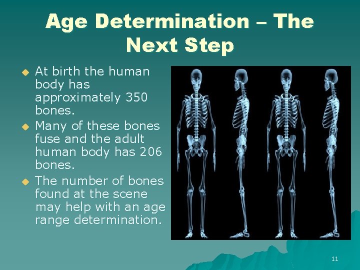 Age Determination – The Next Step u u u At birth the human body